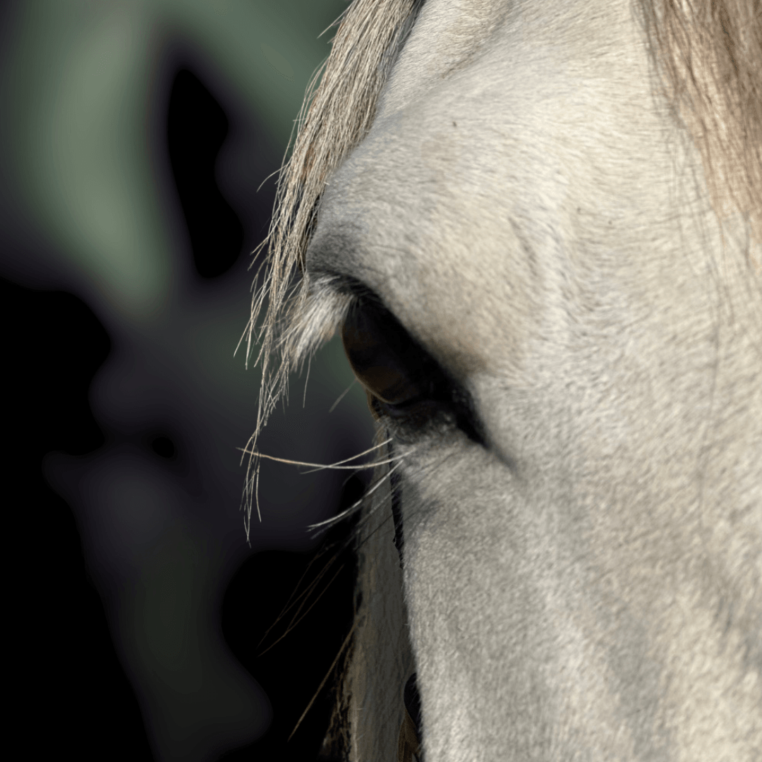 Close-up view of a white horse's eye and part of its face with a blurred background.