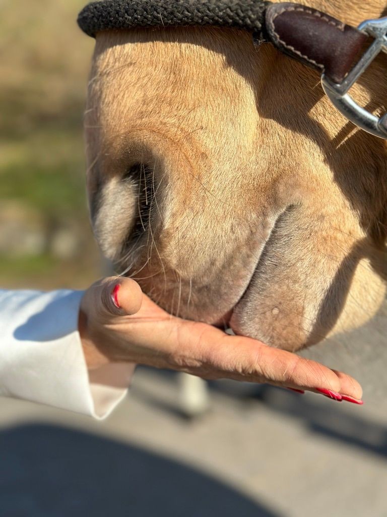 Close-up of a horse nuzzling a person's hand in sunlight.